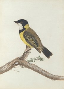Sort krone. Lewis, John. Fugle i New South Wales med deres naturlige historie. Sydney- G. Howe ...